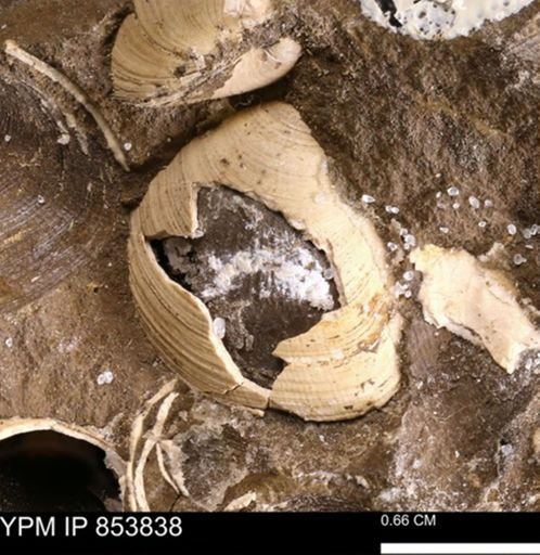 Limopsis striatopunctatus