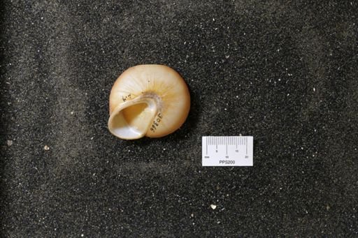 Pleurodonta oreas