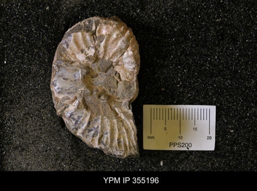 Hoploscaphites sp.