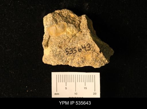 Owenella cf. antiquata