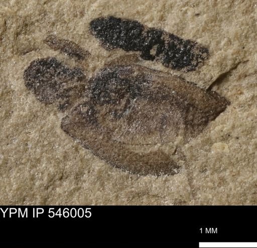 taxon undetermined