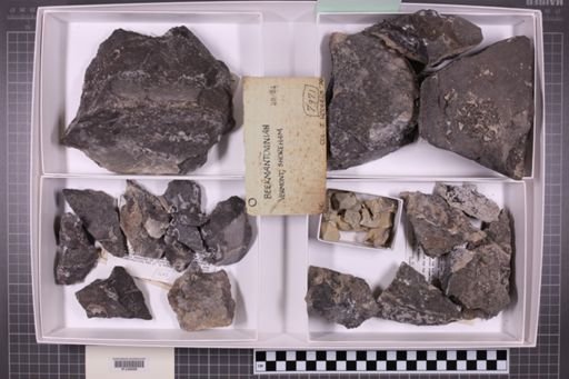 mixed taxa, stratigraphic collection