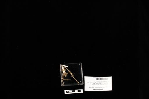 Sceloporus clarkii