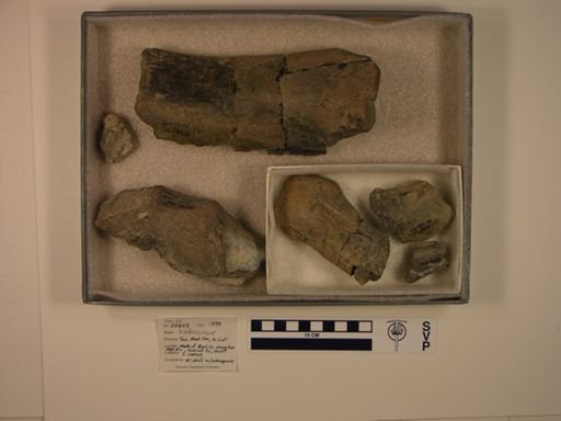 Hadrosauridae