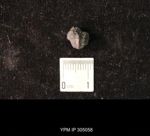 Pharkidonotus sp.