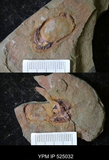 undet. Arthropoda