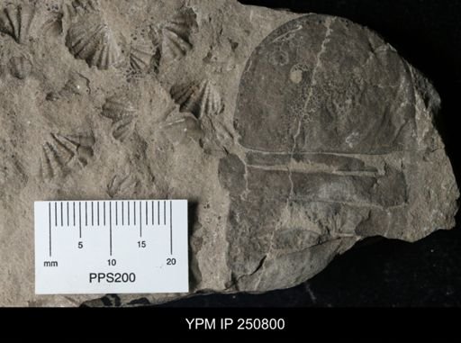undet. Eurypterida