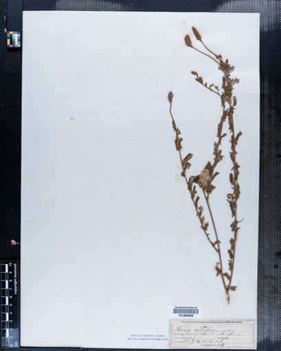 Dalea