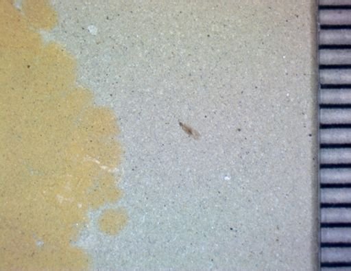 undet. Hemiptera