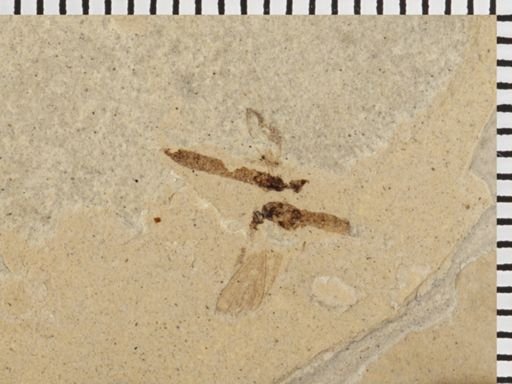 undet. Staphylinidae