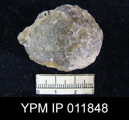 Aulosteges wolfcampensis