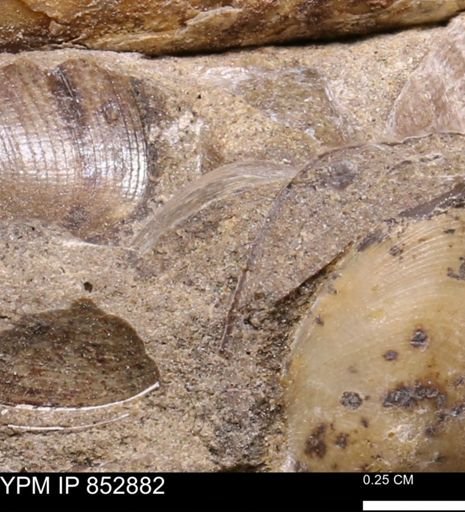 Limopsis striatopunctatus