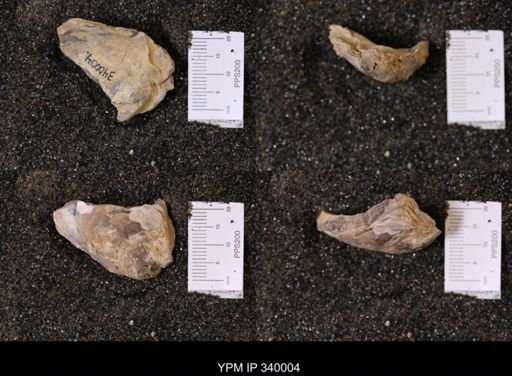 Ostrea soleniscus