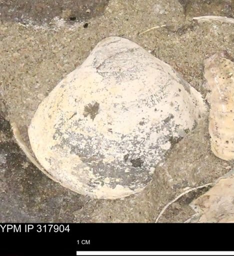 undet. Bivalvia