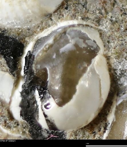 Corbulamella gregaria
