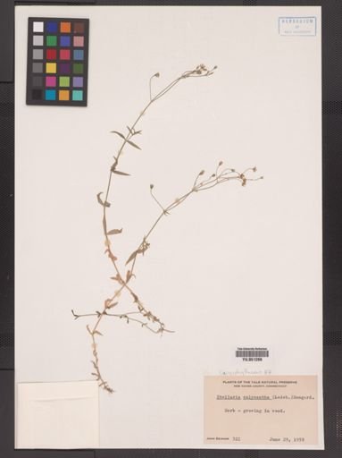 Stellaria calycantha