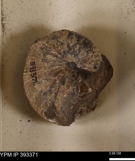 Scaphites sp.