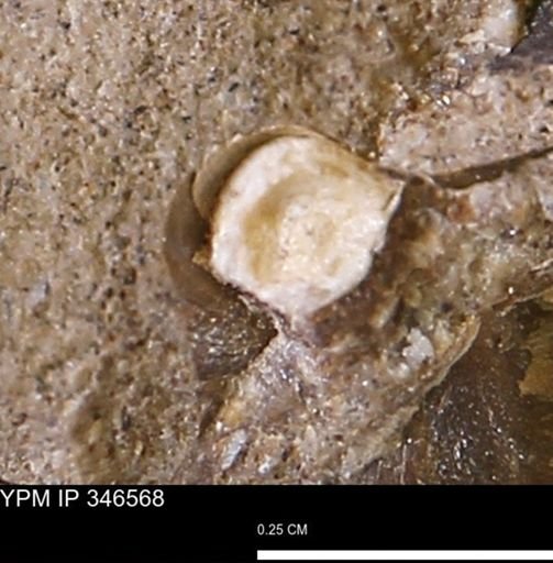 undet. Mollusca