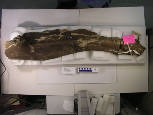 Trachodon longiceps