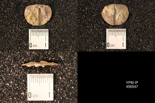 Dalmanella testudinaria