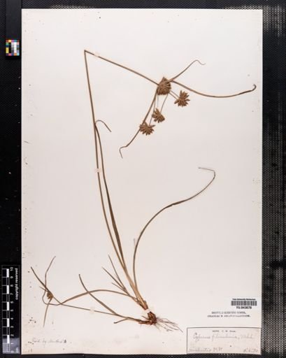 Cyperus filiculmis