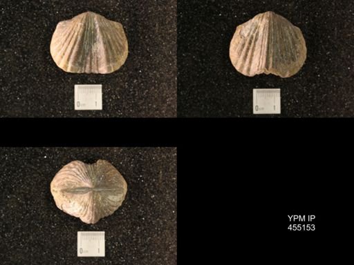 Platystrophia ponderosa
