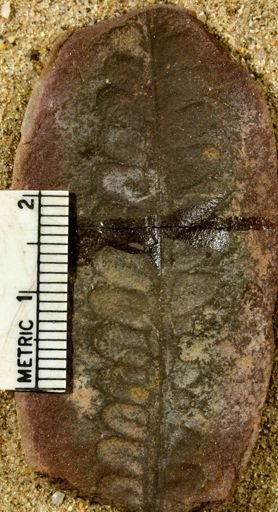 Pecopteris