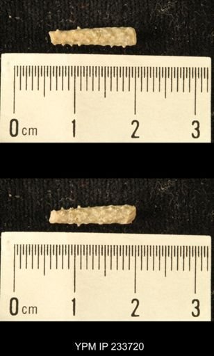 Archaeocidaris sp.