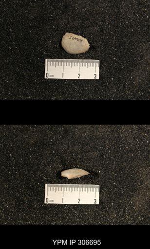 Phestia bellistriata
