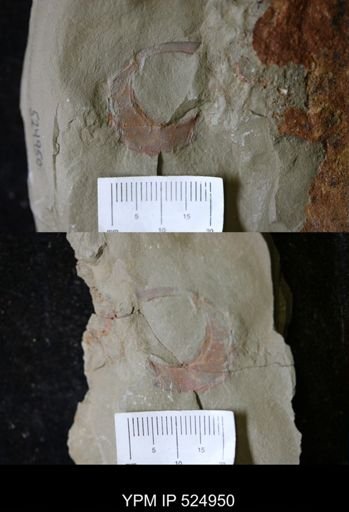 Cothurnocystis sp.