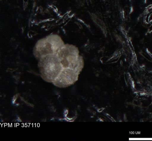 undet. Foraminiferida