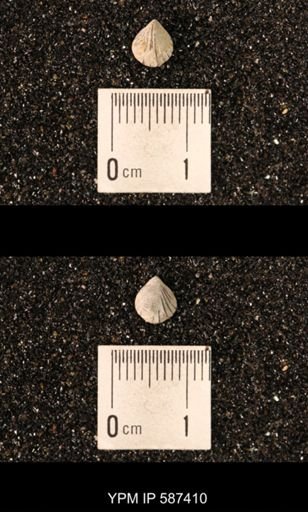 Camarotoechia whitei