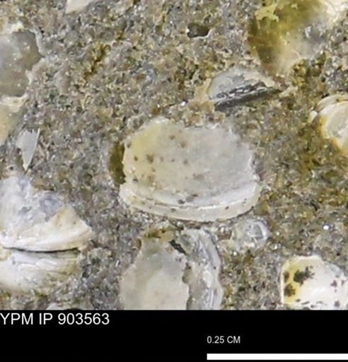 Corbulamella?
