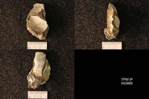Hoploscaphites nicolletii