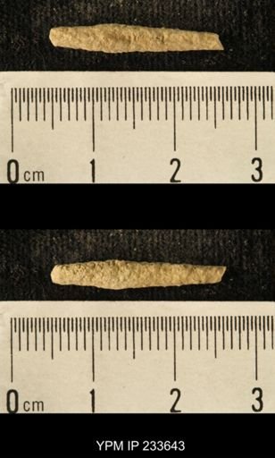 Archaeocidaris sp.