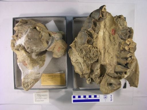 Aphelops malacorhinus