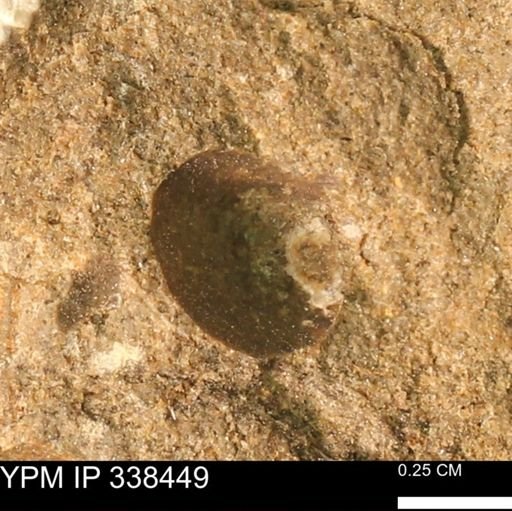 undet. Mollusca