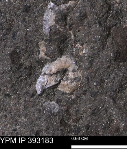 undet. Scaphitidae
