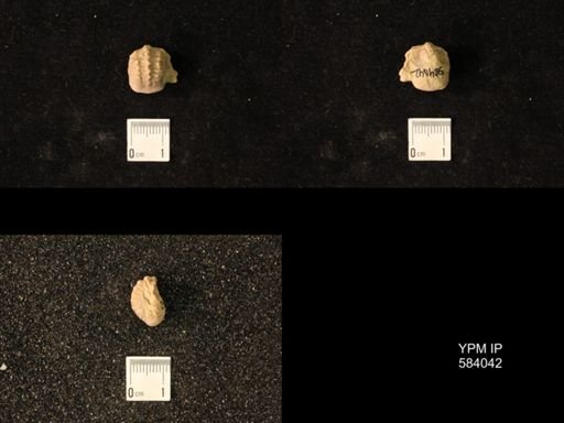 Pharkidonotus percarinatus tricarinatus