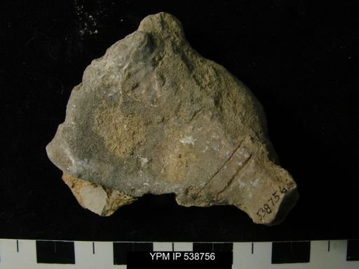 Nicholsonella?