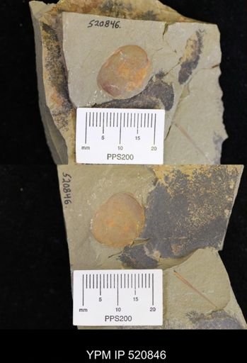 undet. Xiphosurida