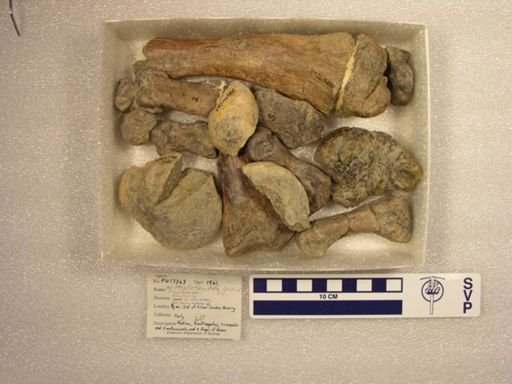 cf. Haplolambda