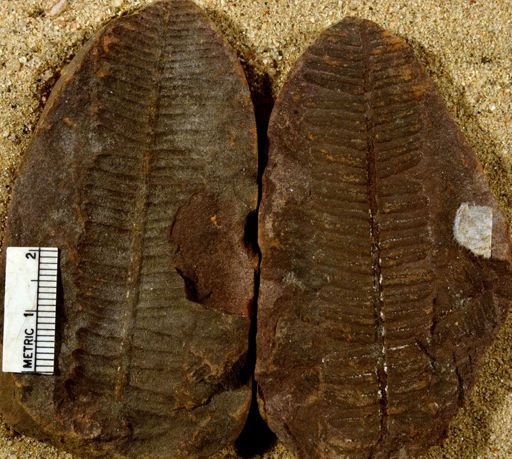 Pecopteris