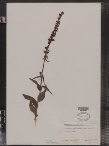 Epipactis helleborine