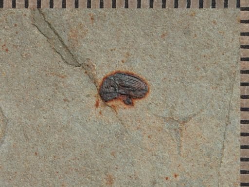 undet. Curculionidae