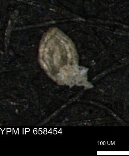 Spirolocammina planula