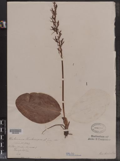 Habenaria hookeri