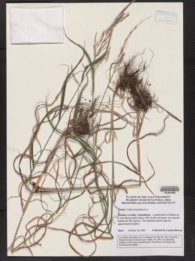 Cinna arundinacea