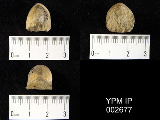 Rhynchonella sp.
