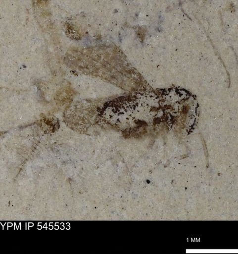 undet. Insecta